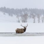 Jackson: Grand Teton, Bighorn Sheep, and Petroglyphs Tour - Is It Worth the Price?