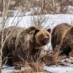 Jackson: Grand Teton Sunrise Safari with Naturalist Guide - What to Expect on the Tour