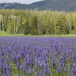 Jackson Hole 2-Day Private Safari: Yellowstone Loops Tour - The Practicalities and Value