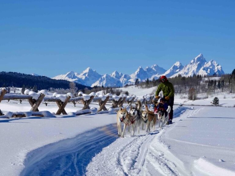 Jackson Hole: Dogsledding Tour with Hot Chocolate - The Value and Pricing