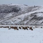 Jackson Hole: National Elk Refuge Sleigh Ride - The Value of the Experience
