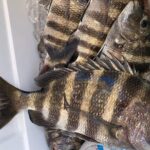 Jacksonville Fishing Charter-23' - Final Thoughts: Is the Jacksonville Fishing Charter-23’ Right for You?