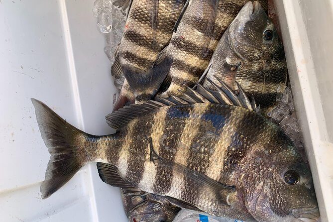 Jacksonville Fishing Charter-23' - Final Thoughts: Is the Jacksonville Fishing Charter-23’ Right for You?