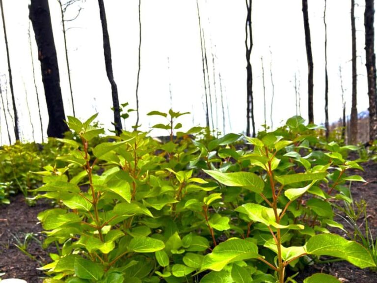 Jasper: Guided Wildfire Hike with Lunch - Who Will Love This Tour?