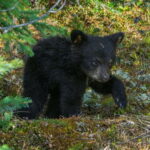 Jasper National Park: Evening or Morning Wildlife Watch Tour - The Experience From the Reviews