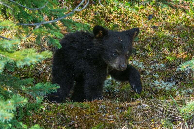 Jasper National Park: Evening or Morning Wildlife Watch Tour - The Experience From the Reviews