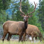 Jasper: Wildlife and Waterfalls Tour with Maligne Cruise - Who Is This Tour Best For?