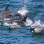 Jervis Bay Dolphin Cruise - A Closer Look at the Experience