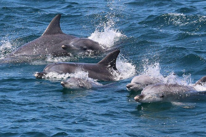 Jervis Bay Dolphin Cruise - A Closer Look at the Experience
