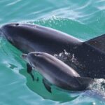 Jervis Bay Passage Tour - What Travelers Say