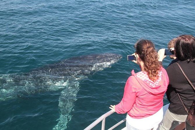 Jervis Bay Whale Watching Tour - Who Would Love This Tour?
