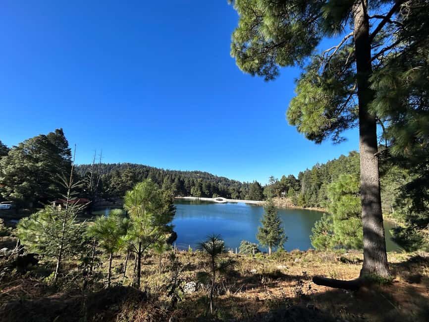 Jilotzingo: Forest Bathing and Temazcal Healing Experience - A Closer Look at the Experience