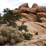Joshua Tree's Hidden Valley Self-Guided Walking Tour - Real Traveler Insights