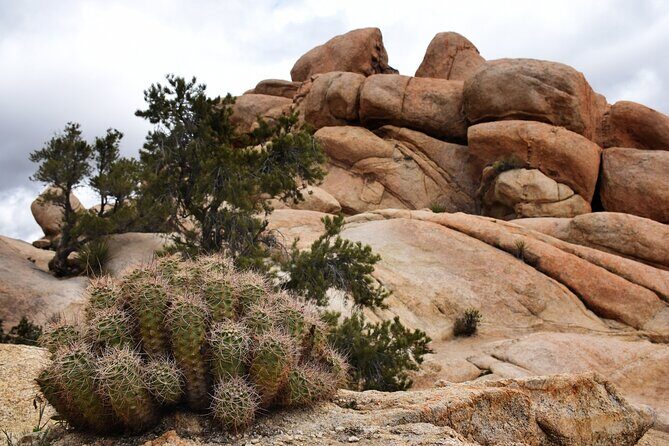 Joshua Tree's Hidden Valley Self-Guided Walking Tour - Real Traveler Insights