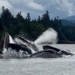 Juneau: 3-hour jet ski glacier view and whale watch - Practical Tips for Booking and Going