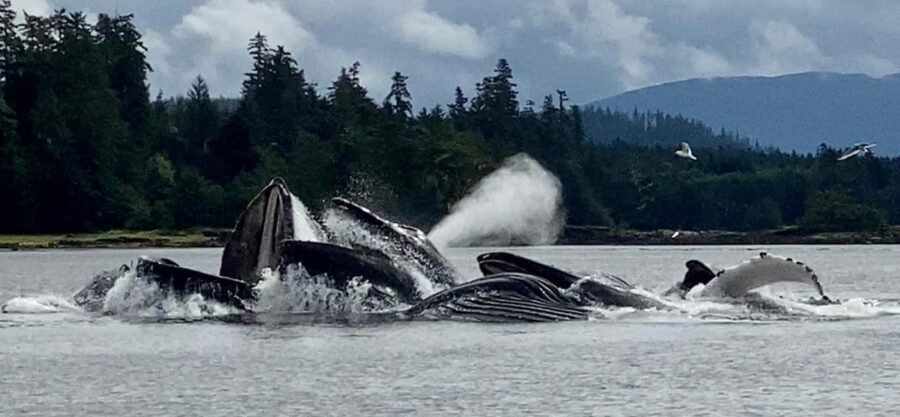 Juneau: 3-hour jet ski glacier view and whale watch - Practical Tips for Booking and Going