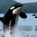 Juneau Jetski & Whale Adventure - The Value of This Adventure