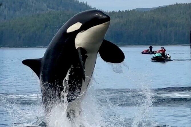 Juneau Jetski & Whale Adventure - The Value of This Adventure