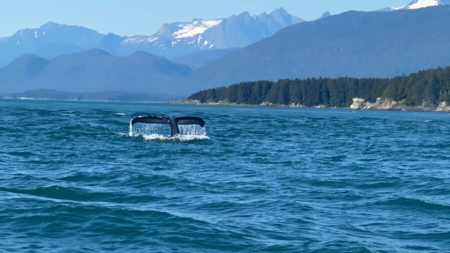 Juneau: Mendenhall Glacier Waterfall & Whale Watching Tour - Is It Worth the Price?