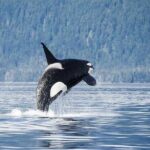 Juneau Whale Watch Adventure - Potential Drawbacks or Considerations