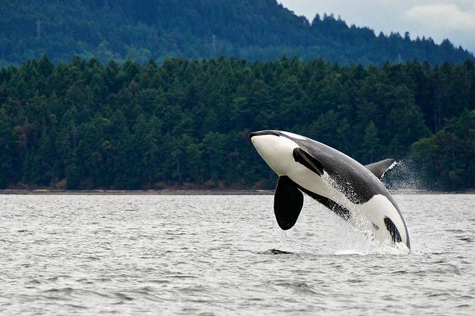 Juneau Whale Watching Adventure - FAQ