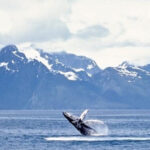 Juneau: Whale Watching and Mendenhall Glacier Day Trip - Is It Worth the Price?