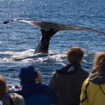 Juneau: Whale Watching and Wildlife Cruise with Local Guide - What’s Included and What’s Not
