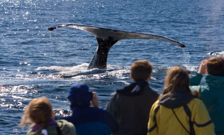 Juneau: Whale Watching and Wildlife Cruise with Local Guide - What’s Included and What’s Not