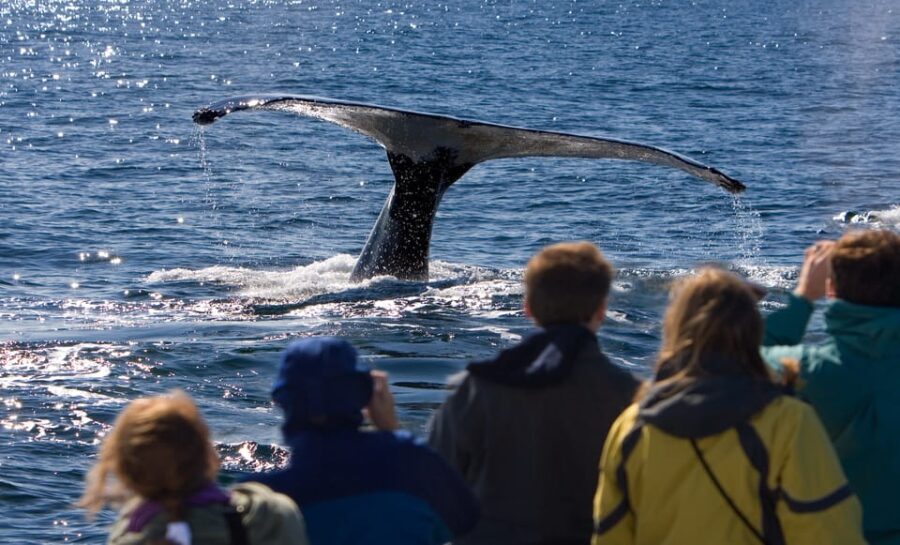 Juneau: Whale Watching and Wildlife Cruise with Local Guide - What’s Included and What’s Not