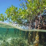 Jungle Tour . Lagoon, Mangrooves & Snorkel for Couples - Who Should Consider This Tour?