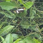 Kaan Luum Lagoon and Cenote Adventure - Transportation and Logistics: What You Need to Know