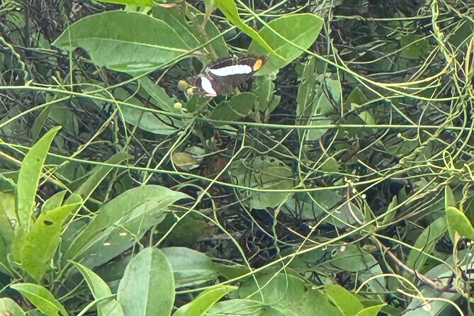 Kaan Luum Lagoon and Cenote Adventure - Transportation and Logistics: What You Need to Know