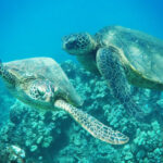 Ka'anapali Beach: Coral Reef Snorkel and Turtle Spotting - Price and Value