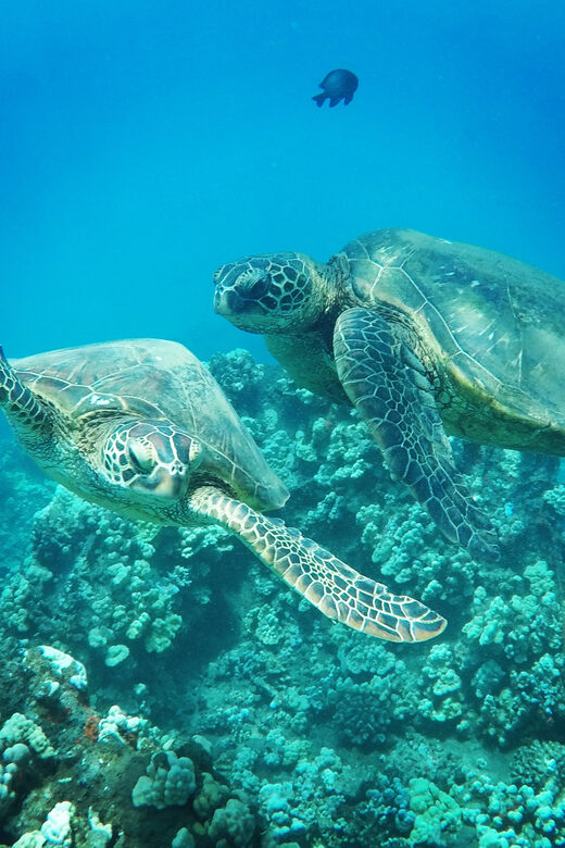 Ka'anapali Beach: Coral Reef Snorkel and Turtle Spotting - Price and Value