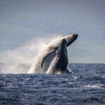 Kaanapali: Whale Watching Cruise with Open Bar - Pricing and Value