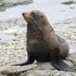 Kaikoura Albatross Encounter Tour from Christchurch - Final Thoughts: Is It Worth It?