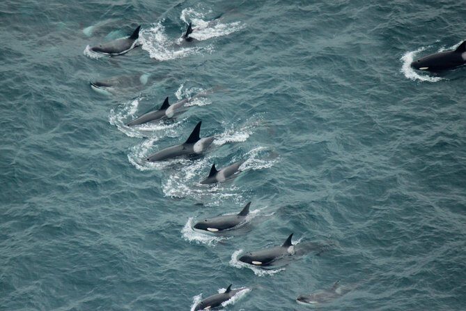 Kaikoura: Whale Watching Flight - FAQ