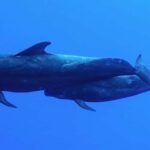 Kailua-Kona: Aquatic Safari Snorkeling Adventure - The Experience in Detail