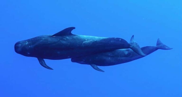 Kailua-Kona: Aquatic Safari Snorkeling Adventure - The Experience in Detail