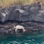 Kailua-Kona: Captain Cook Reef Catamaran Day Trip with Lunch - What Travelers Say: Authentic Feedback