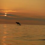 Kailua-Kona: Dolphin Watch & Double-Reef Snorkel Tour - Who Will Love This Tour?