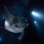 Kailua-Kona: Manta Ray Watching Nighttime Boat Trip - The Real Value of This Experience