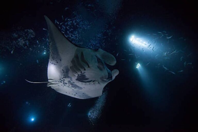 Kailua-Kona: Manta Ray Watching Nighttime Boat Trip - The Real Value of This Experience