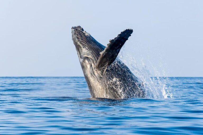 Kailua-Kona: Whale Watching Cruise on the Big Island - FAQs