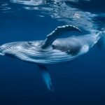 Kalaoa: Big Island & Kona Midday Whale Watching Tour - Who Is This Tour Best For?