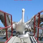 Kalgan Queen Scenic Cruises a four hour sheltered water wildlife tour daily fun. - The Downsides and Considerations