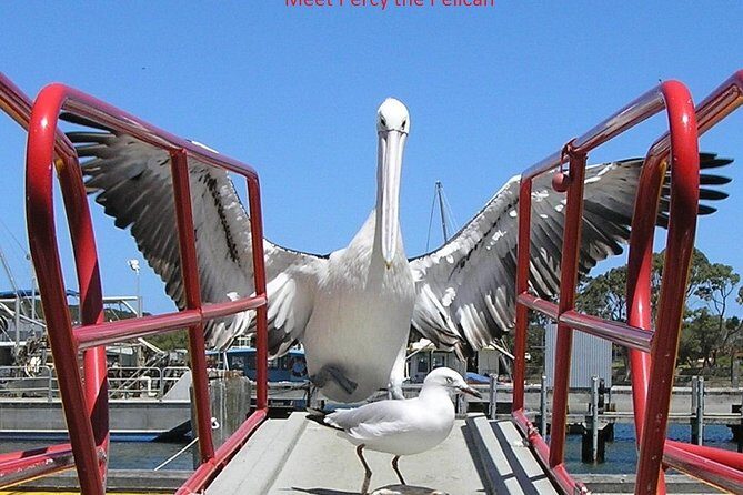 Kalgan Queen Scenic Cruises a four hour sheltered water wildlife tour daily fun. - The Downsides and Considerations