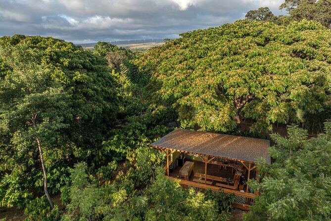 Kamananui Cacao Orchard Tour - The Experience: A Visual Walkthrough