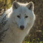 Kamloops: BC Wildlife Park Entry Ticket - What the Reviews Say: Honest Feedback