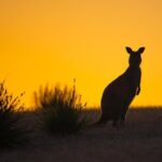 Kangaroo Island Luxury Small Group 'Flinders Chase Focus' Full Day Tour - Who Should Consider This Tour?